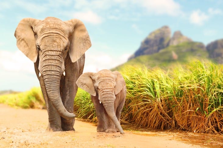 7-South-Africa-Feb best countries to visit in February