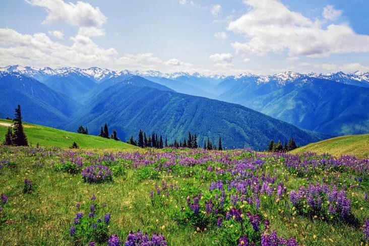9-Olympic best national parks to visit in the us