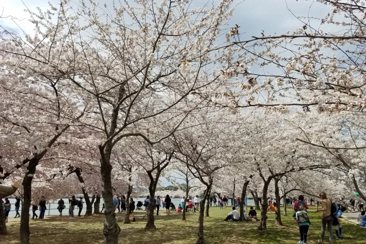 2-Cherry-Blossom-April
