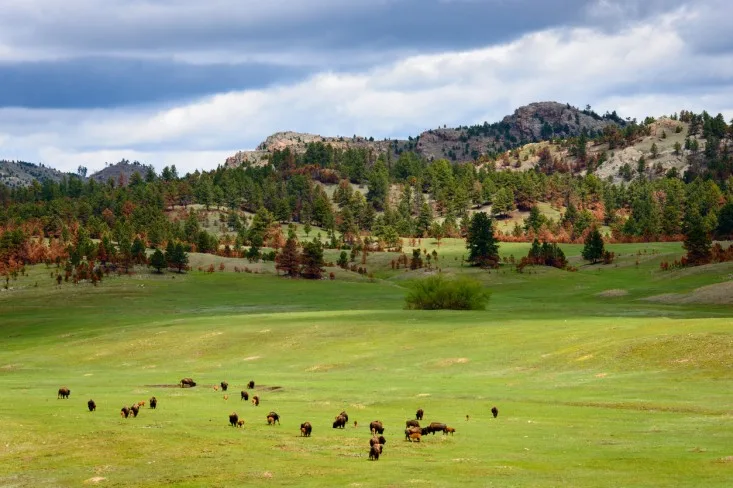 9-Black-Hills-SD best places to visit in South Dakota